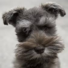 We have been breeding miniature schnauzers since 1999. Miniature Schnauzer Jasper