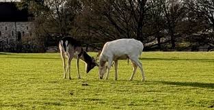 Went to Knole Park in Sevenoaks to see the deer and made some extra friends.