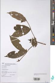 Image result for Cremaspora