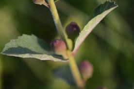 Image result for Ficus pygmaea