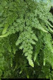 Image result for Lygodium