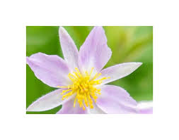 Image result for Sparrmannia ricinocarpa