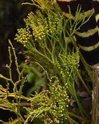 Image result for Psilotum nudum