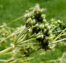 Image result for Conium