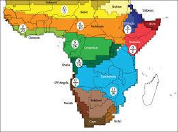 Image result for Xylopia tenuipetala