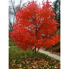 Autumn Blaze Maple Tree 1 Gallon Growers Solution