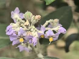 Image result for Solanum mauritianum