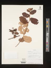 Image result for Grewia forbesii