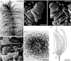 Image result for Limnophila ceratophylloides