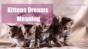 Dream About Kittens Meaning And Interpretation Cool Astro