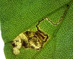 Image result for Stigmella tityrella