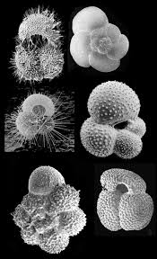 Classification Of Micro Fossil Theory | Ppt