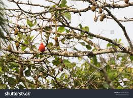 Image result for Parkia filicoidea