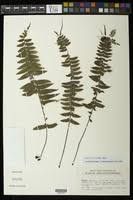 Image result for Asplenium barteri