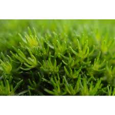 Image result for Sagina