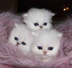 Kittens More Pics Cute Cats And Dogs Cute Baby Cats Cats