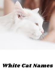72 Of The Best White Cat Names Cat Names Kitten Names Girl Girl Cat Names