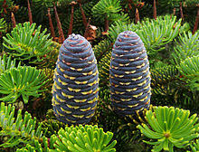 Abies koreana 'starker's dwarf' dwarf korean fir. Abies Koreana Wikipedia