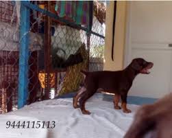 Welcome to the no.1 portal for all the info on dogs, puppies, breeders, doggy products, vets, and dog related services in india. 35 Days Old Doberman Puppy Chennai Vandalur Chennai Adaalo
