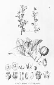 Micrandra spruceana - Useful Tropical Plants