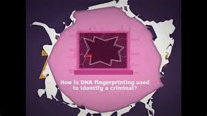 Dna fingerprinting 9 procedure b: Dna Profiling Gizmo Answers Quizlet Creating A Dna Profile Howstuffworks Legendofzeldaaimicons Wall