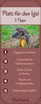 Platz Fur Den Igel Plantura Igel Im Garten Igel Vogel Im Garten