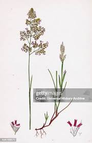 Image result for Heterotis canescens