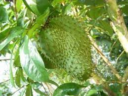 Kebaikan daun durian belanda ialah dapat mengatasi masalah sakit kerongkong, cirit perkenalkan kepada anda tentang satu herba iaitu dukung anak. Durian Belanda Info Dan Khasiat Durian Belanda Buah Facebook
