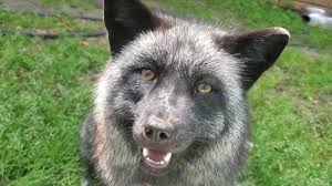 All you need to know is to squish that fox. Silver Fox Comes When Called Youtube