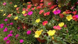 Video di trattamenti naturali, malattie, perdita di peso, fitness, una vita sana e benessere. Portulaca Consigli Coltivazione E Cura