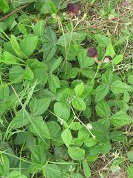 Image result for Macroptilium atropurpureum