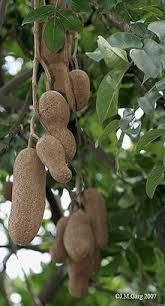 Image result for Kigelia africana