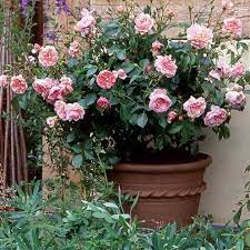 How To Plant And Care For Rose Bushes Container Roses Rose Bush Care Planting Roses