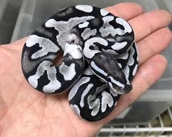 Axanthic Black And White Ball Python Pin On Pets