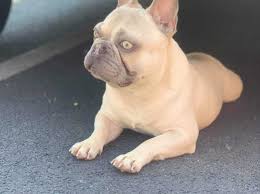 Advice from breed experts to make a safe choice. Lilac Fawn French Bulldog In Tiverton On Freeads Classifieds French Bulldogs Classifieds