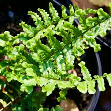 Image result for Dryopteris kilemensis