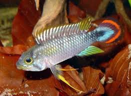 Apistogramma Panduro 3 4cm Wild Cichlids Beautiful Tropical Fish South American Cichlids