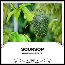 Image result for Annona muricata