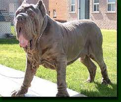 Neapolitan Mastiff Information American Kennel Club Mastiff Breeds Mastiff Dog Breeds English Mastiff Dog