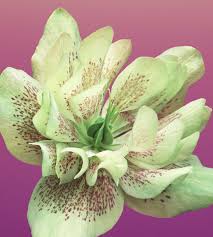 Beautiful flowers wallpapers and images online through facebook, twitter , whats app or any other social media also. Flowers Whatsapp Dp Top Best Flowers Whatsapp Dp Images Photos Download