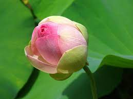 Free Image On Pixabay Water Lotus Pond Lily Pad Green Lily Pads Lotus Bud Lily Pictures