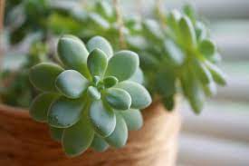Succulent roots are very fragile so be gentle when repotting. Water Requirements For Succulents How Much Water Do Succulents Need