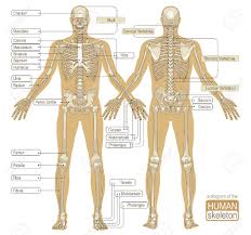 Hand anatomy is complex and intricate. A Diagram Of The Human Skeleton With Titled Main Parts Of The Royalty Free Cliparts Vectors And Stock Illustration Image 33778077