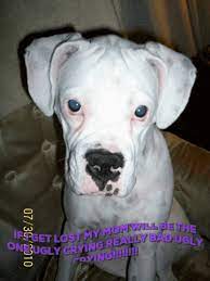White Boxer Dogs Boxer Puppies Boxer Dogs White Boxer Dogs