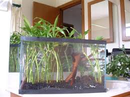 National wildlife, ranger rick, ranger rick jr., and ranger rick cub. Lucky Bamboo Dracaena Aquarium Aquatic Plant Forum