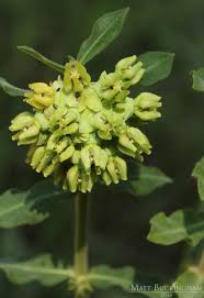 Image result for Asclepias adscendens