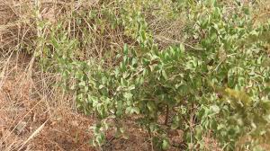 Image result for Ximenia americana