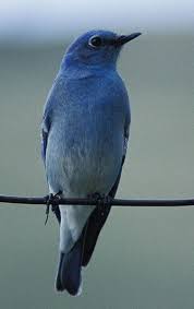 Black Bird With White Chest And Belly Bluebirds In North Carolina Blue Bird Animal Medicine Pet Birds