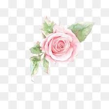 Pink Rose Flower Rose Clipart Flower Clipart Flowers Png Transparent Clipart Image And Psd File For Free Download Vetores Florais Convites De Casamento Vintage Convite De Casamento