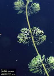 Image result for Limnophila